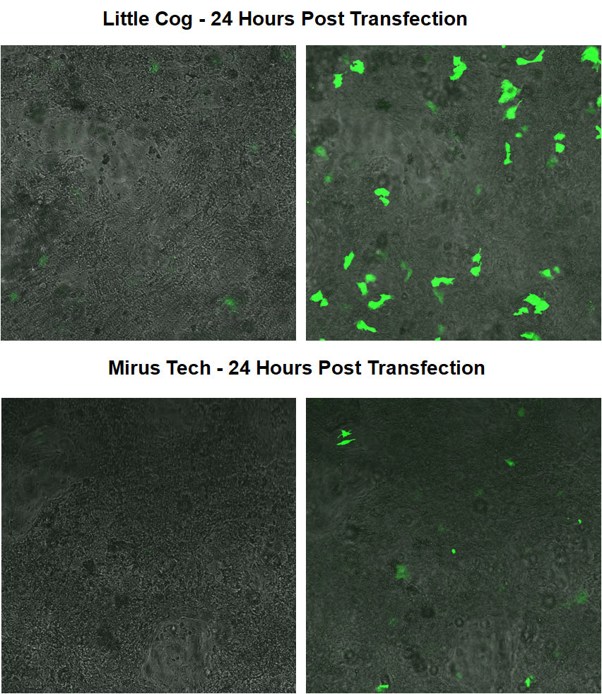 Comparison of Little Cog and Mirus Tech transfection results after 24 hours.